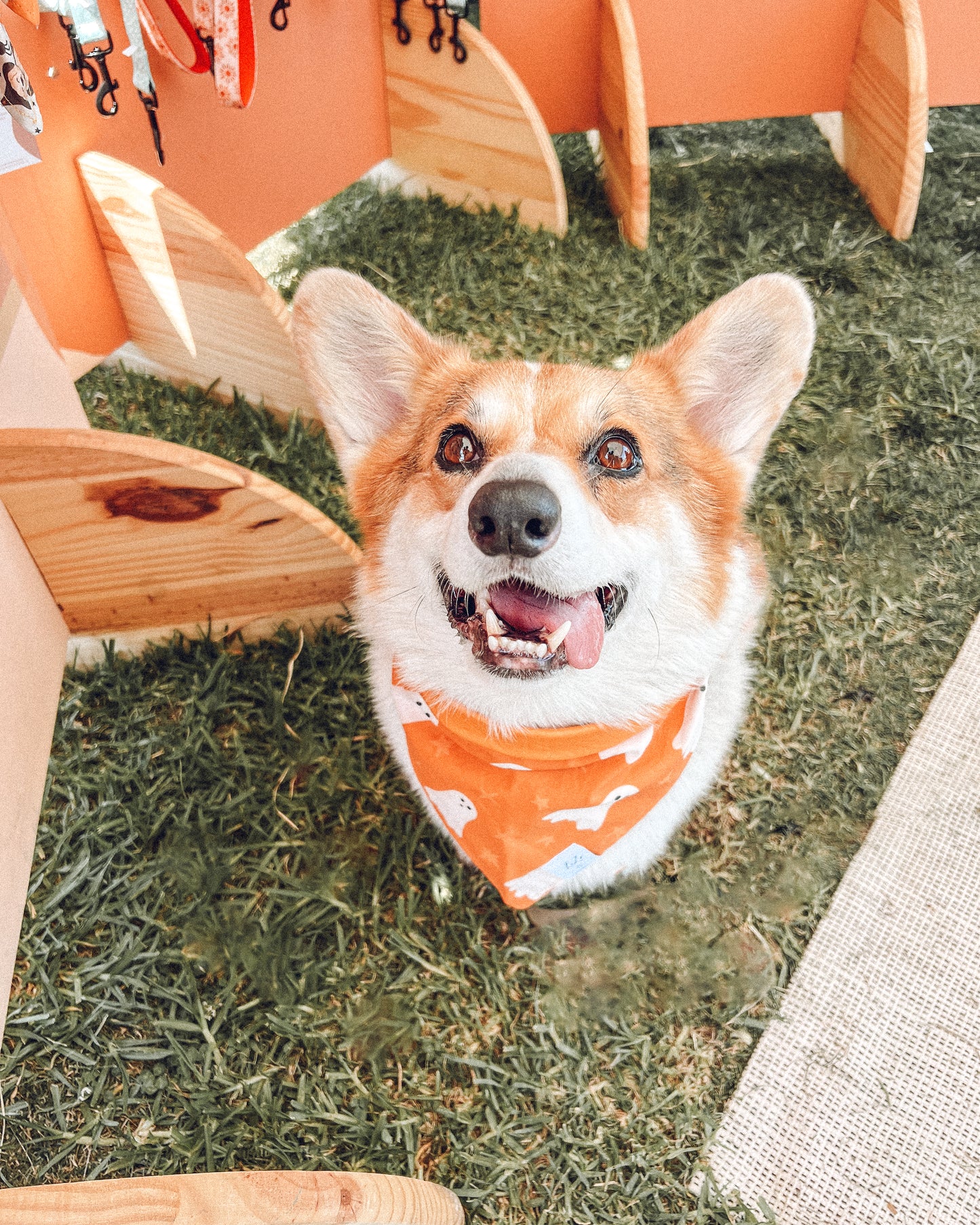 'Boo!' Dog Bandana