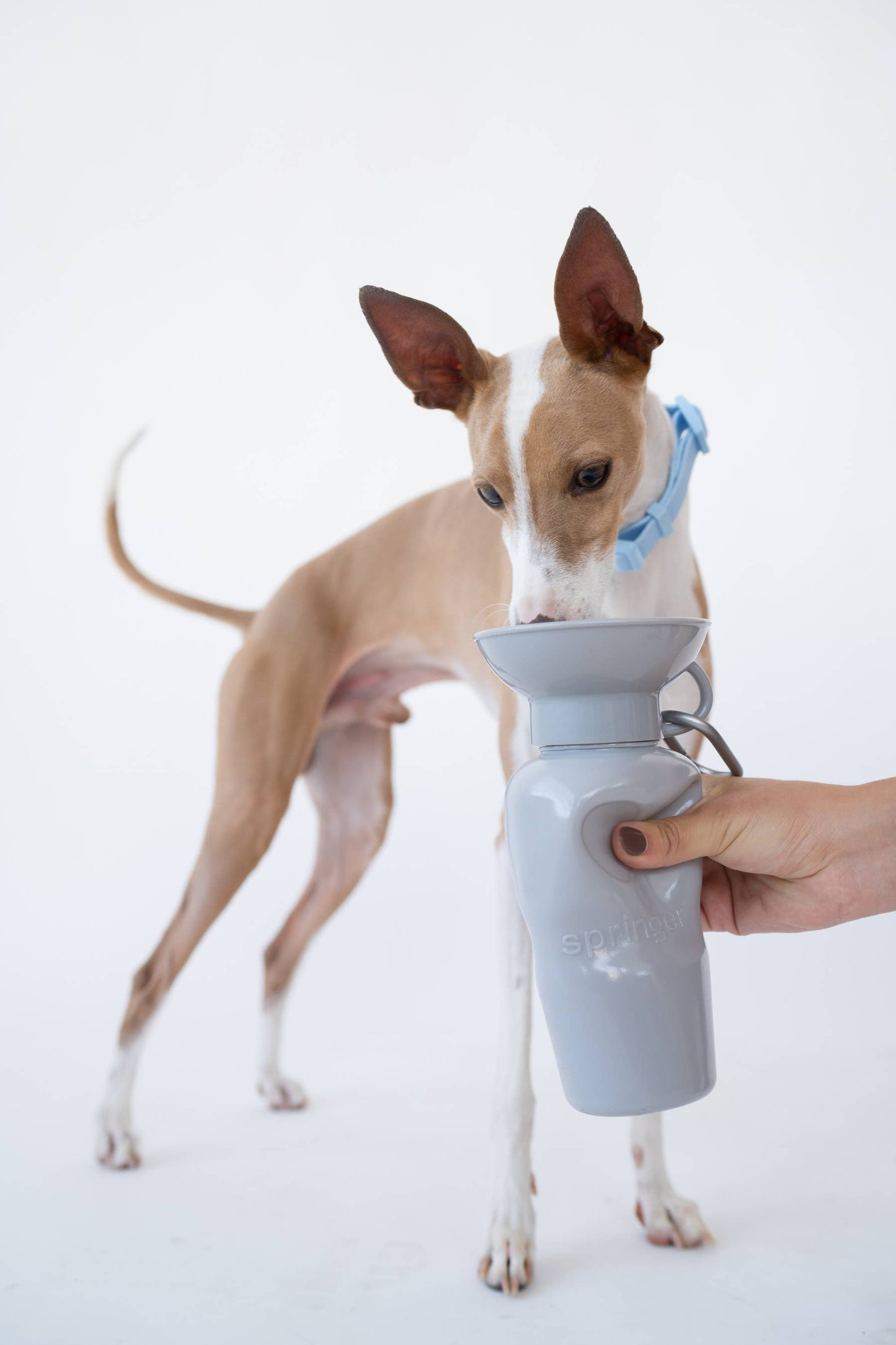 Dog Water Travel Bottle